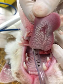 น้องอ๊อดอ๊อดกับแนวทางการใช้ยาสมุนไพรจีนในสัตว์ที่เป็นมะเร็งบริเวณช่องปาก